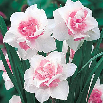 Baby Pink White Daffodil Seeds 