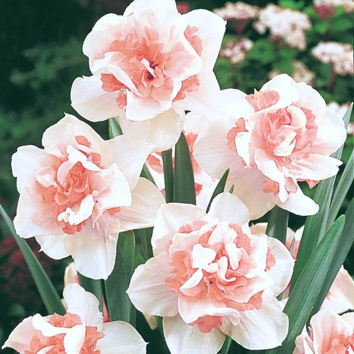 Baby Pink White Daffodil Seeds 