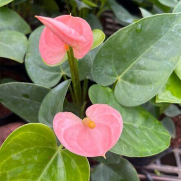 Baby Pink anthurium Seeds