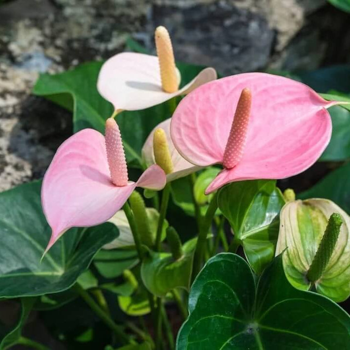 Baby Pink anthurium Seeds