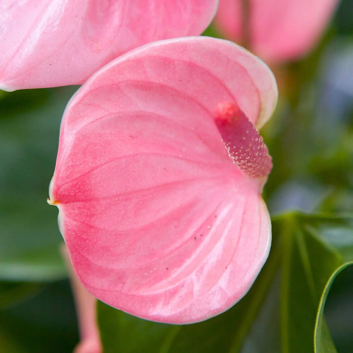 Baby Pink anthurium Seeds