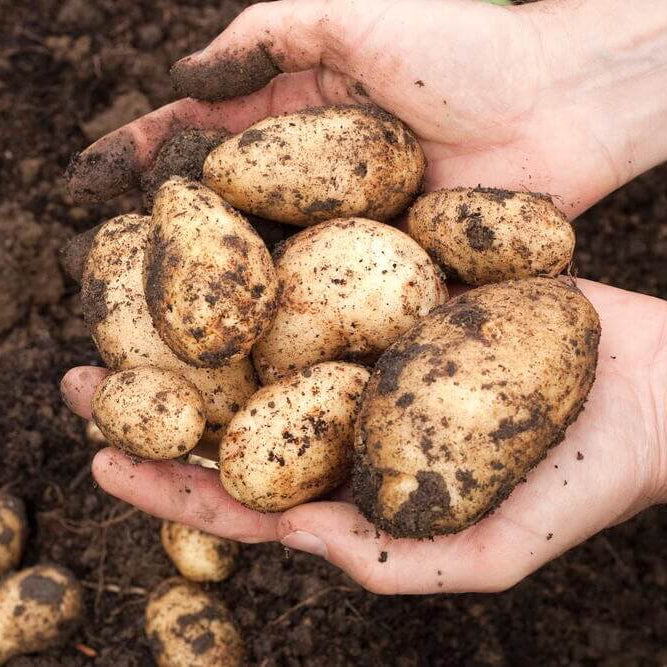 Baby Potato Seeds