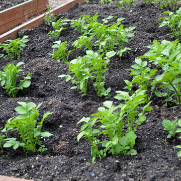 Baby Potato Seeds
