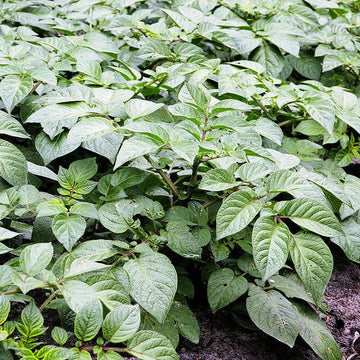 Baby Potato Seeds
