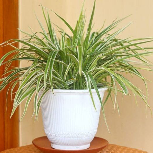 Baby Spider Plant Seeds