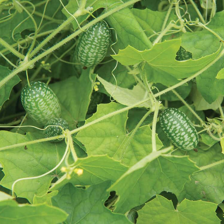Baby Watermelon Cucumber Seeds