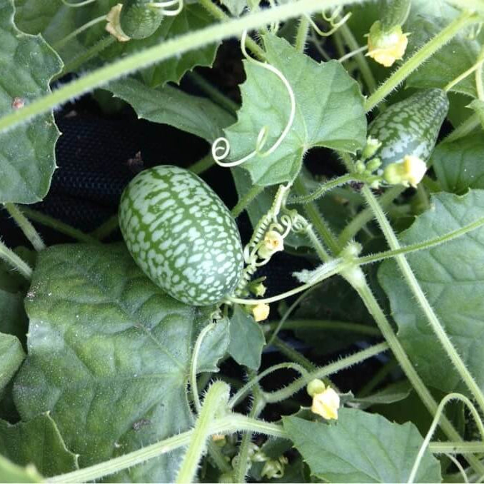 Baby Watermelon Cucumber Seeds