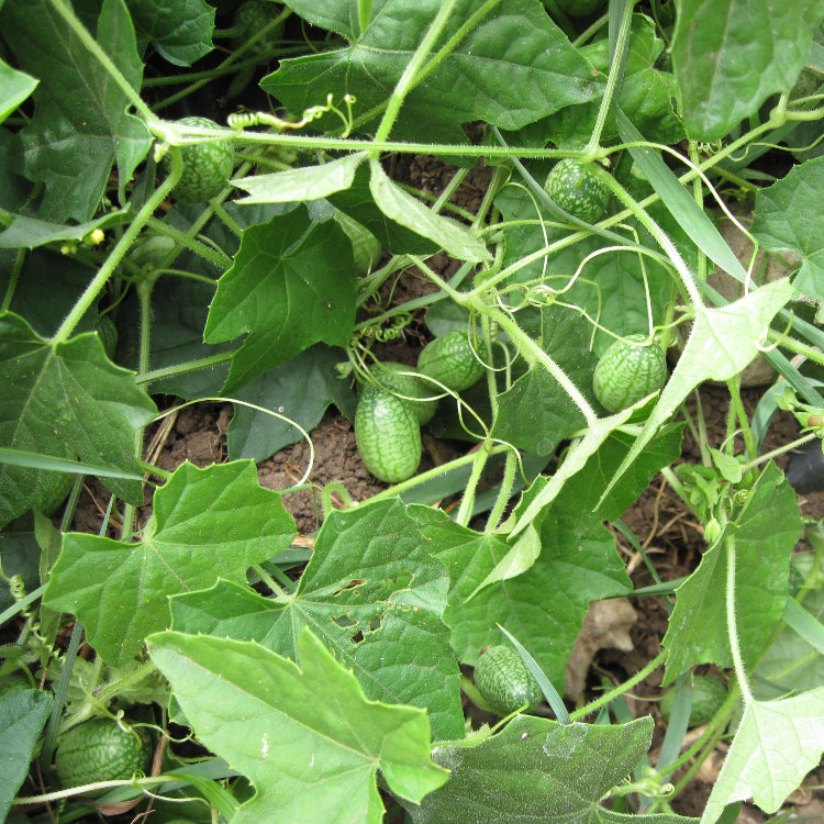 Baby Watermelon Cucumber Seeds