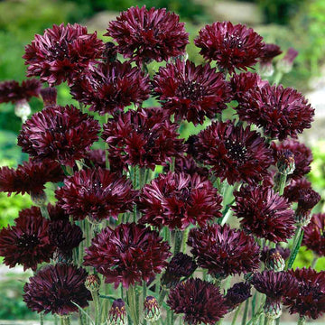 Bachelor Button Seeds – Black
