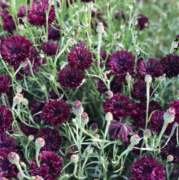 Bachelor Button Seeds – Black
