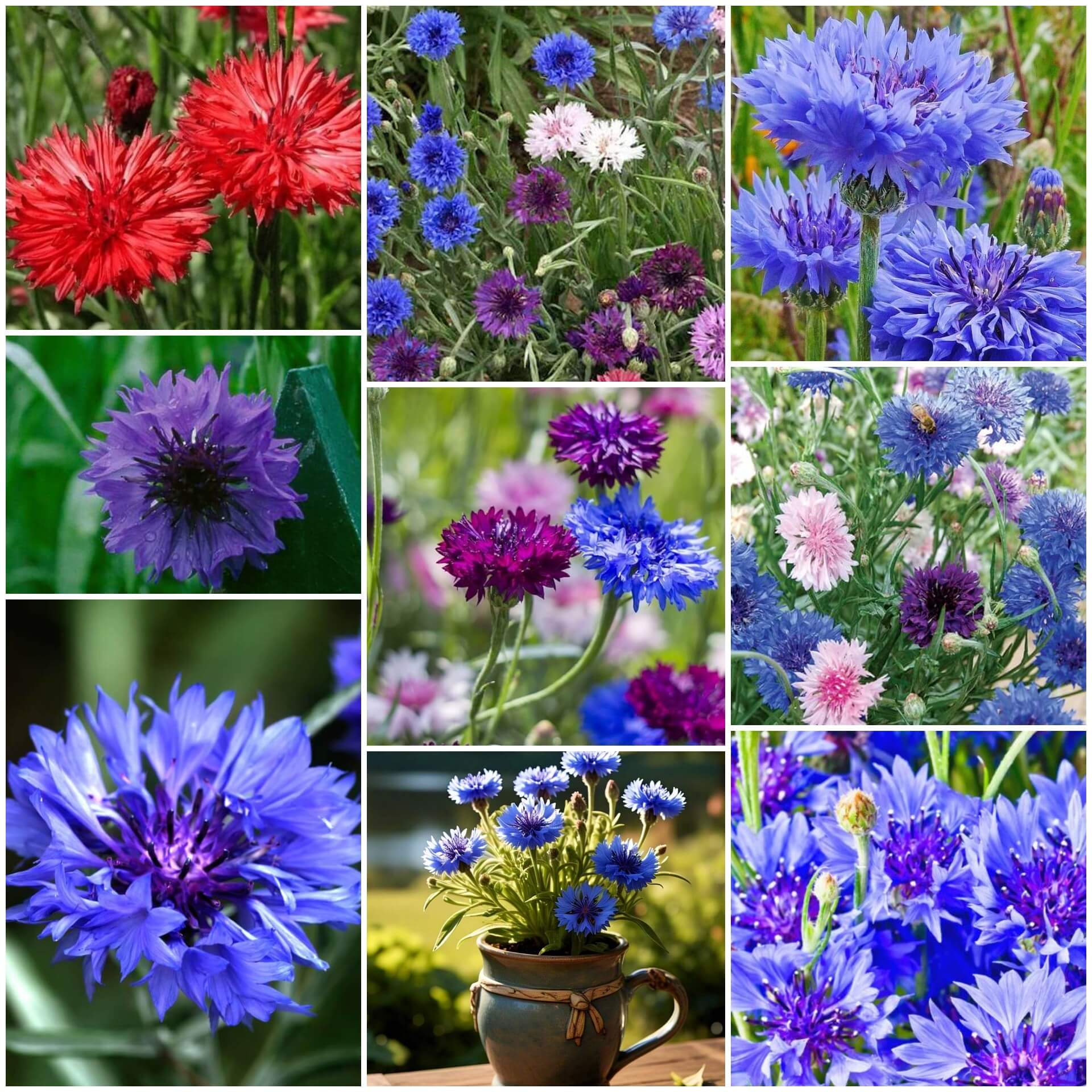 Bachelor Button Seeds | Bright Garden Flower Seeds for Planting