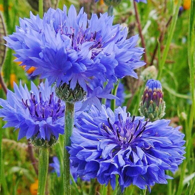 Bachelor Button Seeds