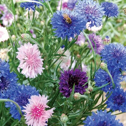 Bachelor Button Seeds