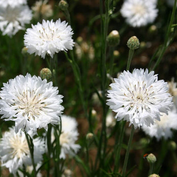 Bachelor Button Seeds – Centau