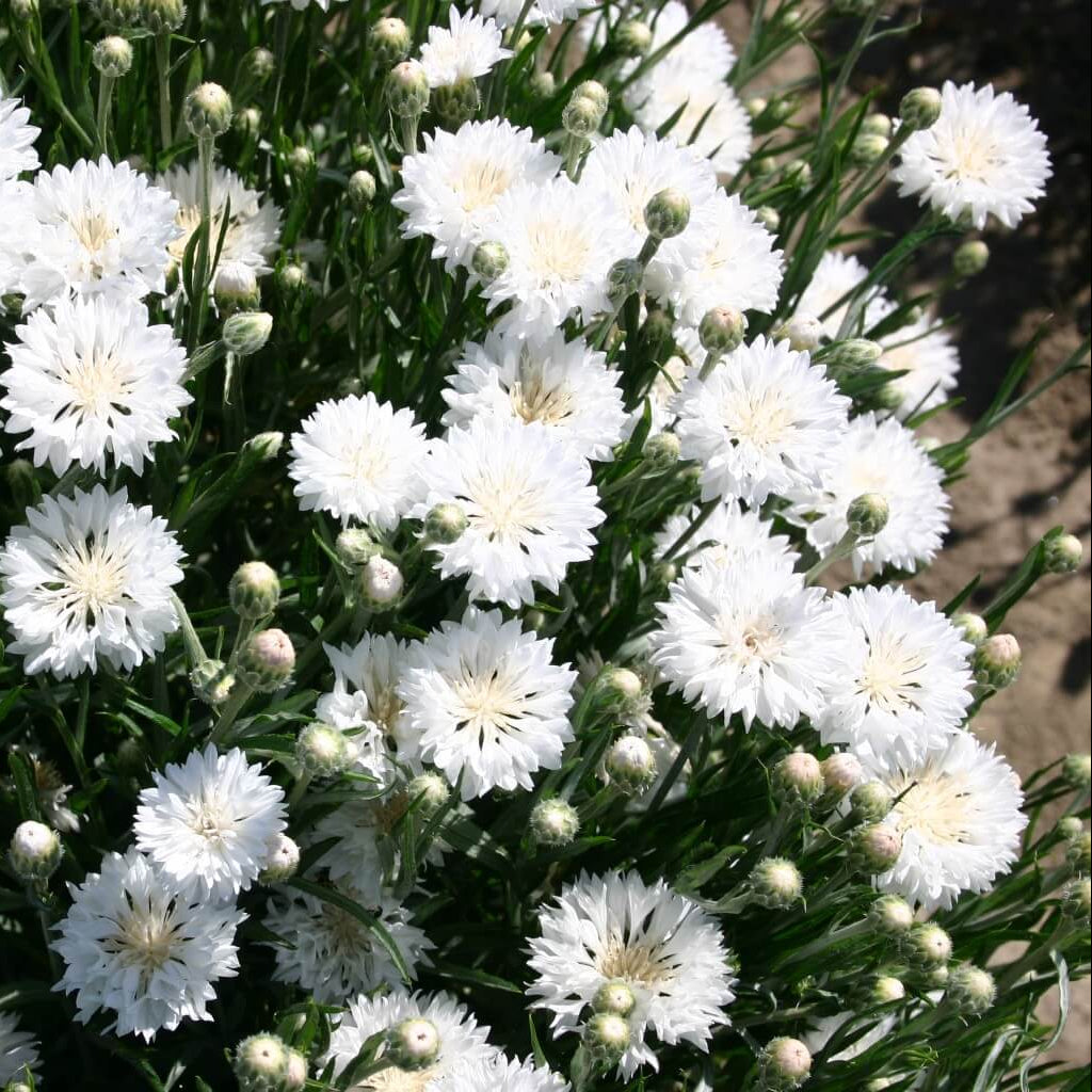 Bachelor Button Seeds – Centau