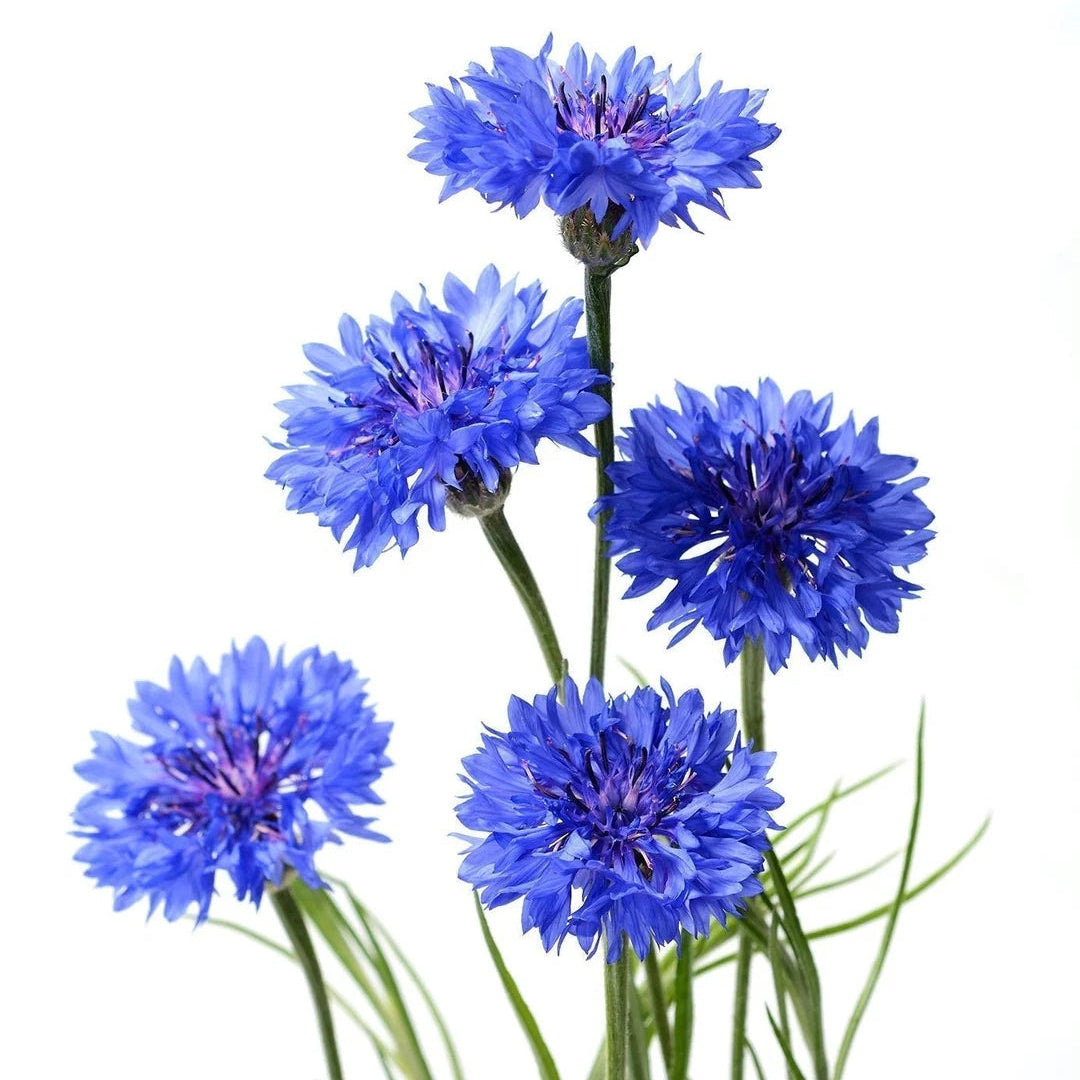 Bachelor Buttons Seeds - Deep Purple Cornflower
