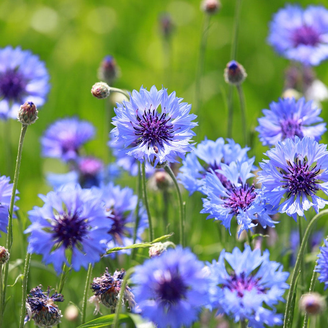 Bachelor Buttons Seeds - Deep Purple Cornflower
