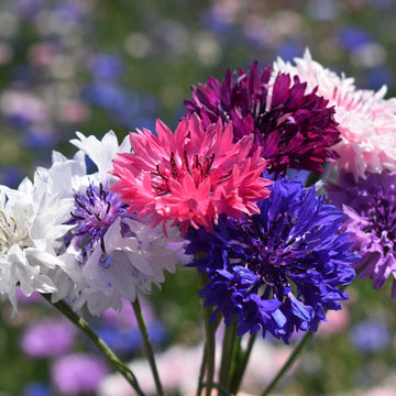 Bachelor Buttons Seeds - Mixed Colors Heirloom
