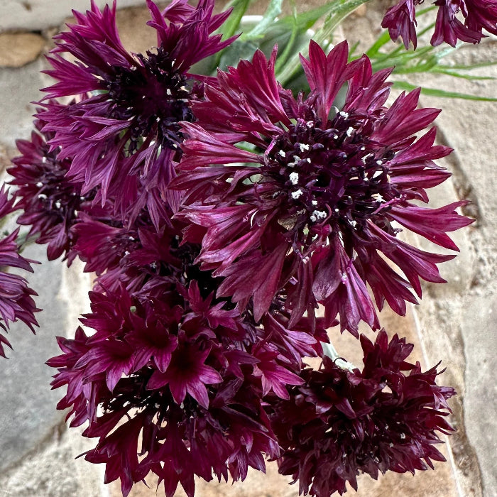 Bachelor Buttons Seeds – Black Ball Dark Maroon
