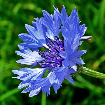 Bachelor Buttons Seeds – Classic Blue Cornflower
