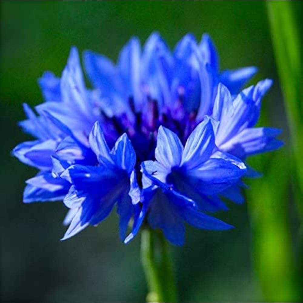 Bachelor Buttons Seeds – Double Blue
