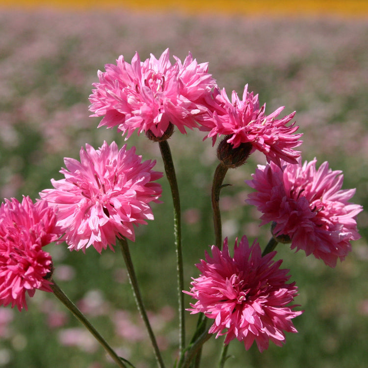 Bachelor Buttons Seeds – Pink Charm
