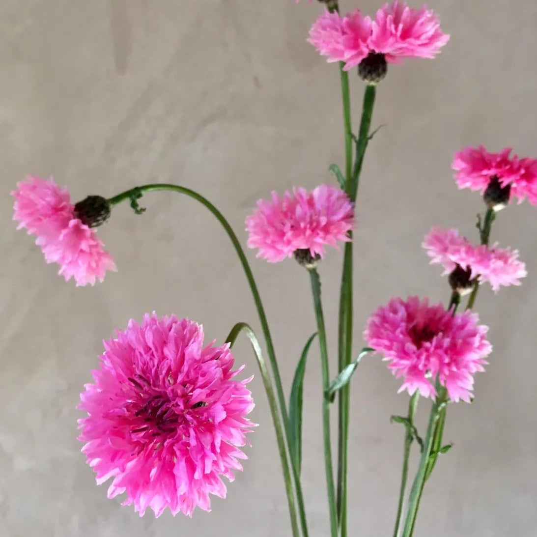 Bachelor Buttons Seeds – Pink Charm
