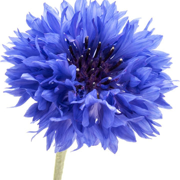 Bachelor Buttons Seeds - Deep Purple Cornflower
