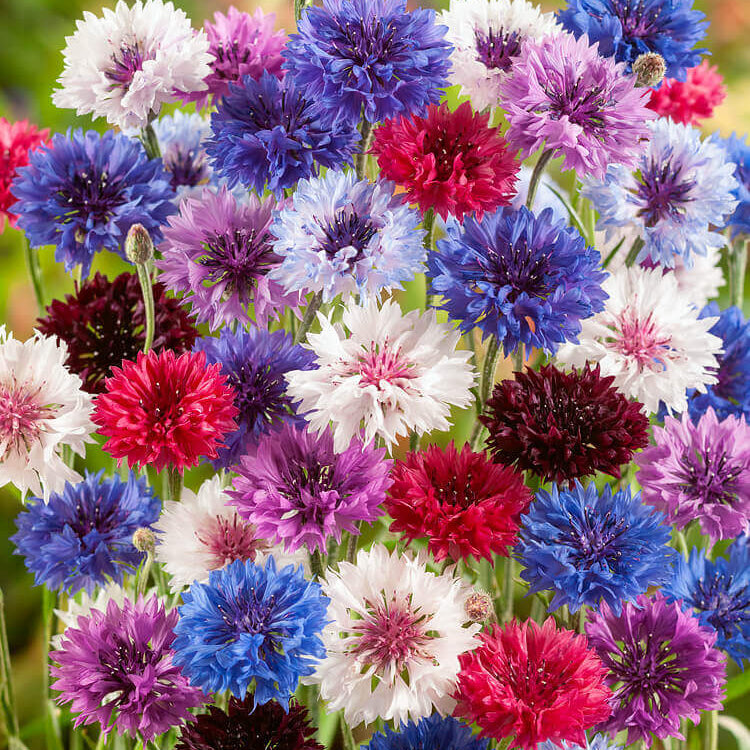 Bachelor Buttons Seeds - Mixed Colors Heirloom
