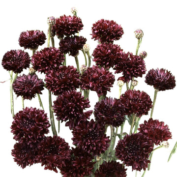 Bachelor Buttons Seeds – Black Ball Dark Maroon
