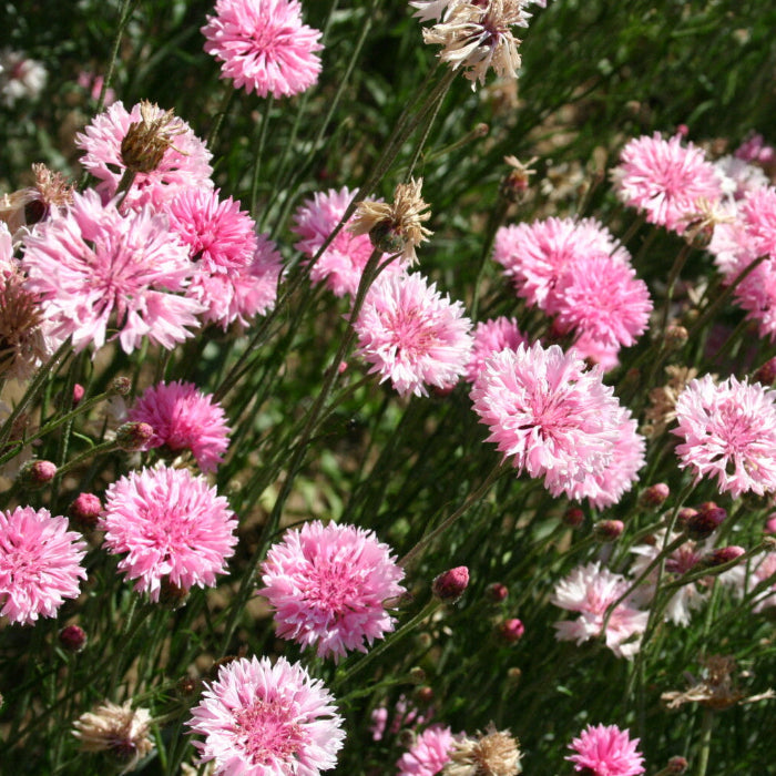 Bachelor Buttons Seeds – Pink Charm

