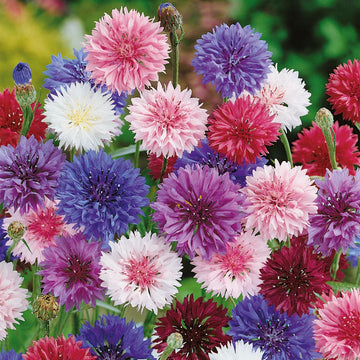 Bachelor Buttons Seeds – Tall Mixed
