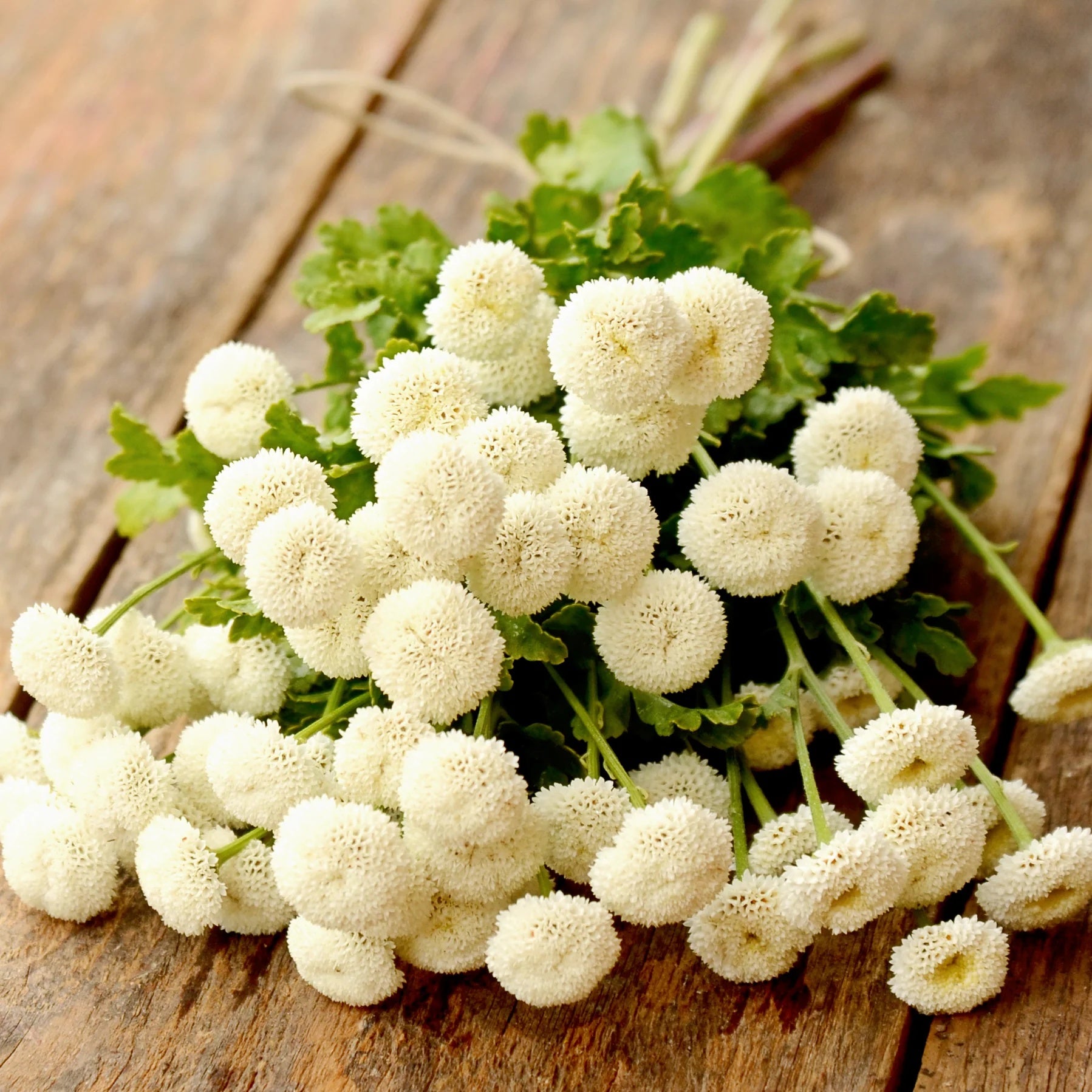 Bachelor Buttons Seeds – White Snowball
