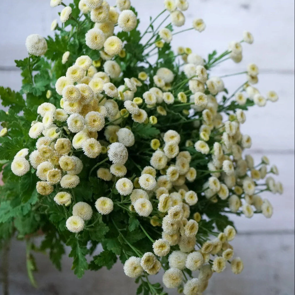 Bachelor Buttons Seeds – White Snowball
