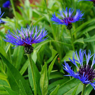 Bachelor's Button Seeds – Classic Blue

