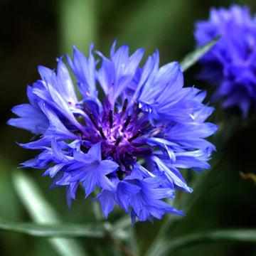 Bachelor's Button Seeds – Classic Blue
