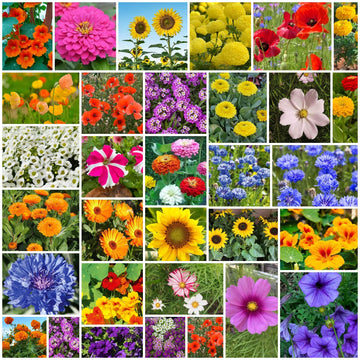 Backyard Flower Garden Mix Seeds