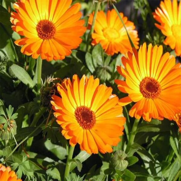 Backyard Flower Garden Mix Seeds