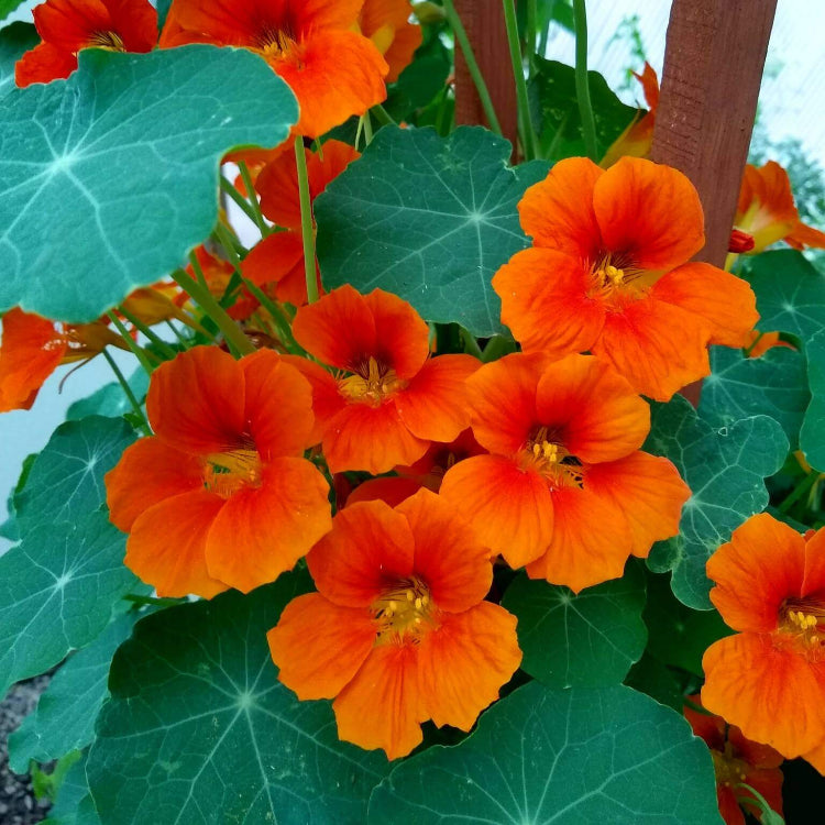 Backyard Flower Garden Mix Seeds