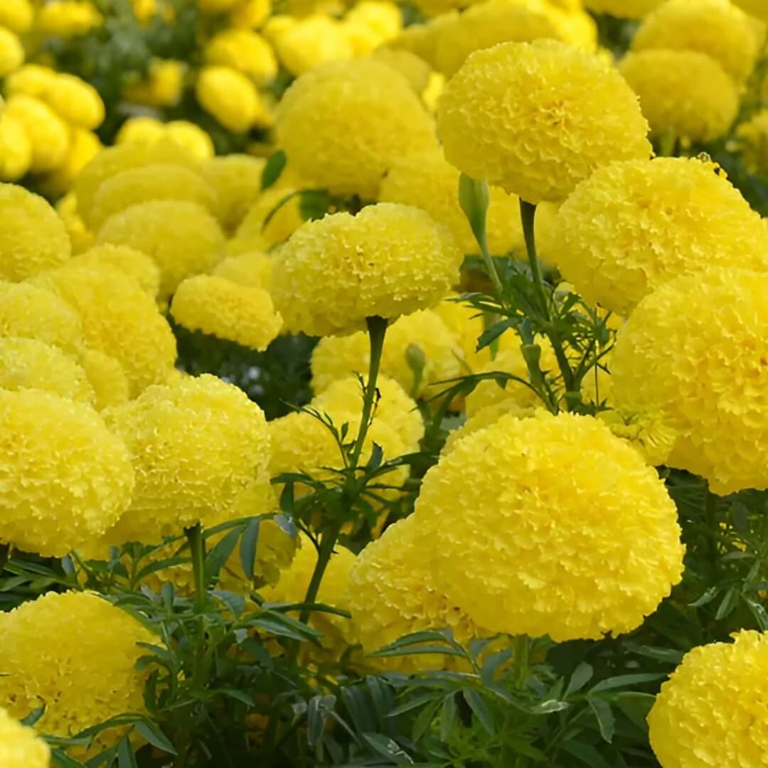 Backyard Flower Garden Mix Seeds