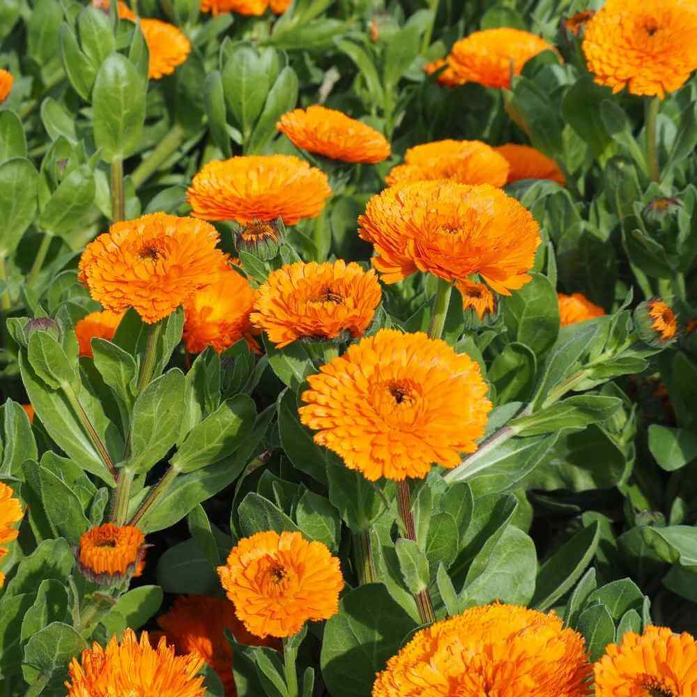 Backyard Flower Garden Mix Seeds