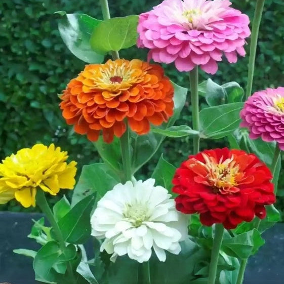Backyard Flower Garden Mix Seeds