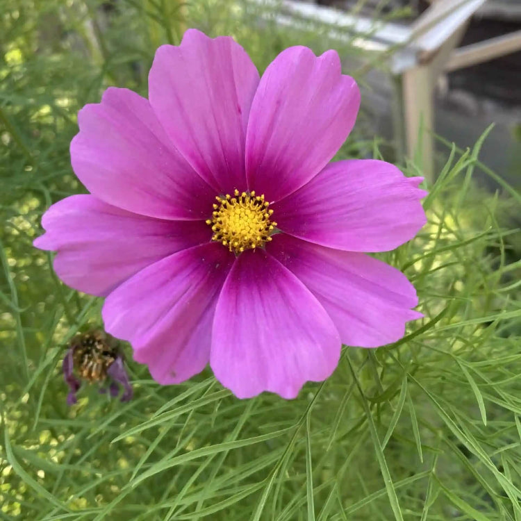 Backyard Flower Garden Mix Seeds
