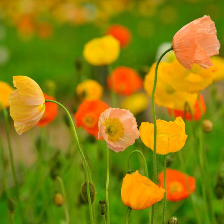 Backyard Flower Garden Mix Seeds