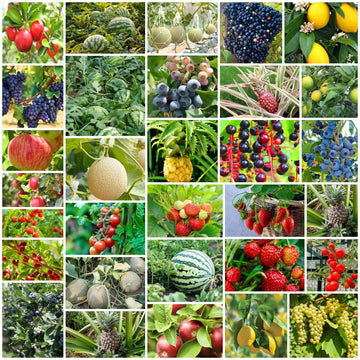 Backyard Fruit Garden Kit Seeds