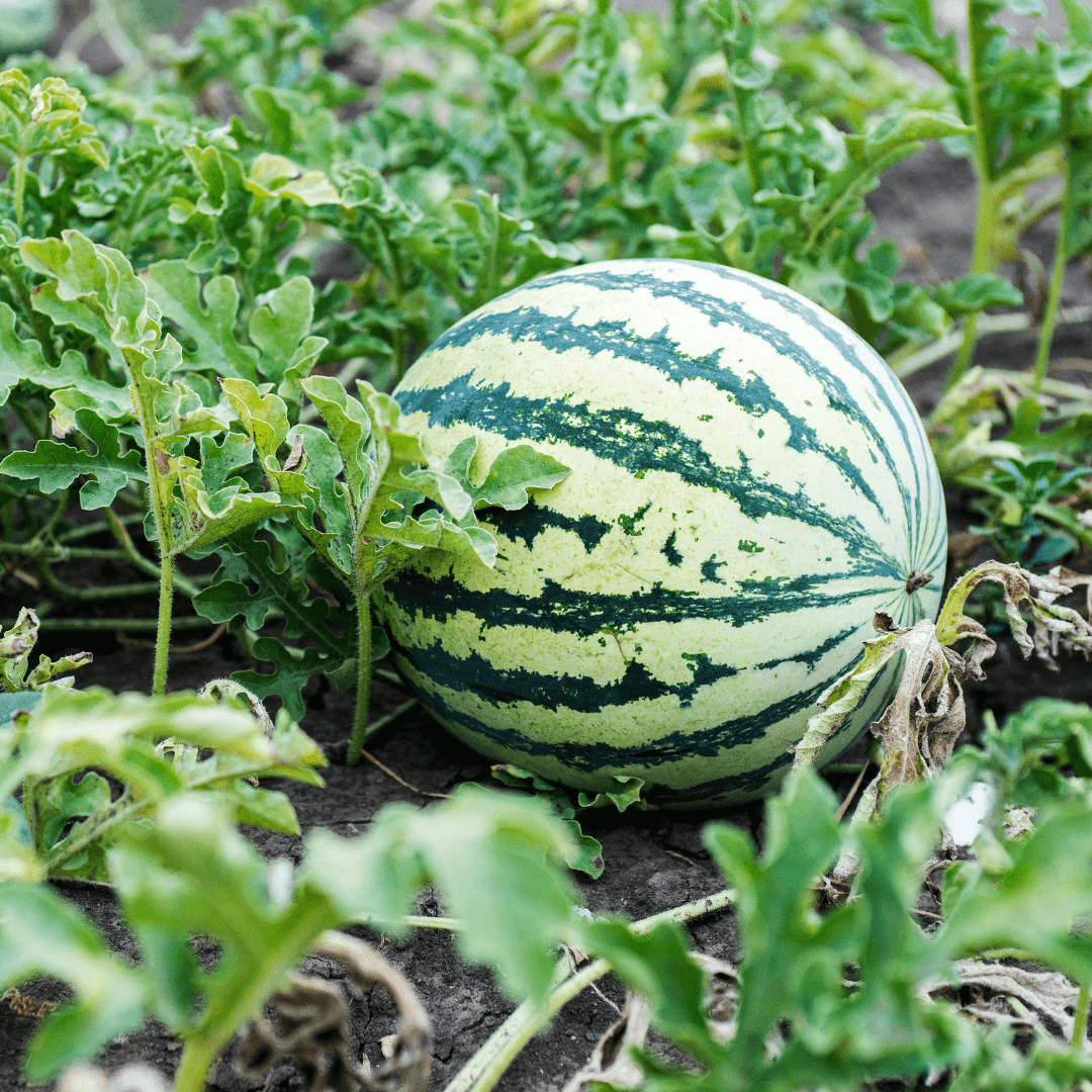 Backyard Fruit Garden Kit Seeds