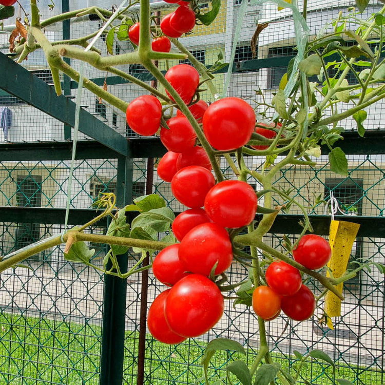 Backyard Fruit Garden Kit Seeds