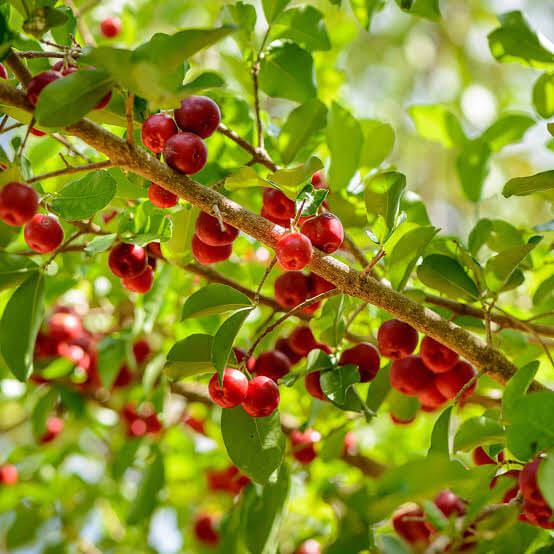 Backyard Fruit Garden Kit Seeds
