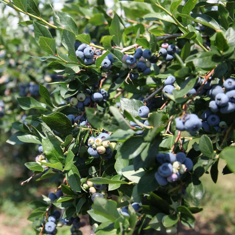 Backyard Fruit Garden Kit Seeds