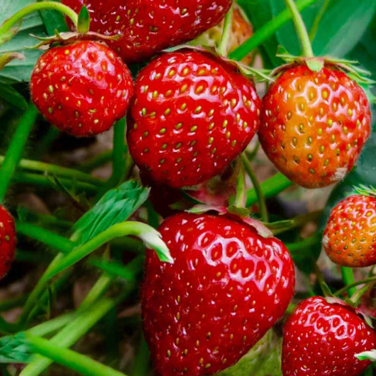 Backyard Fruit Garden Kit Seeds